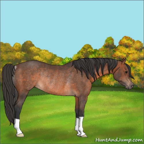 Horse Color:Brown Rabicano