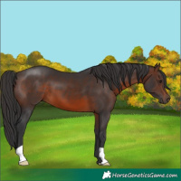 Horse Color:Brown 