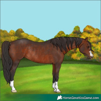 Horse Color:Brown Rabicano 