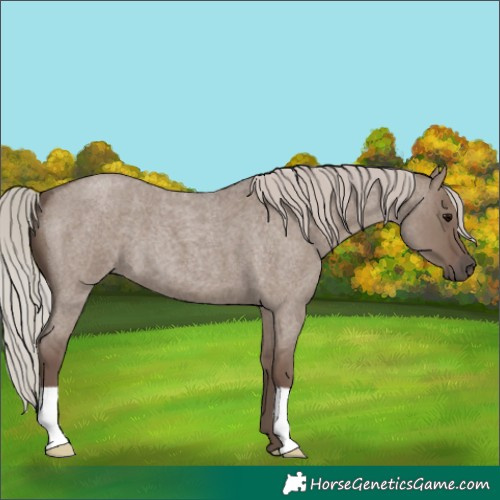Horse Color:Silver Grullo Roan 