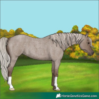 Horse Color:Silver Grullo Roan 