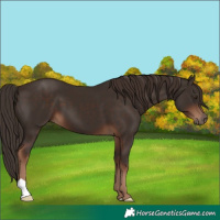 Horse Color:Liver Chestnut 