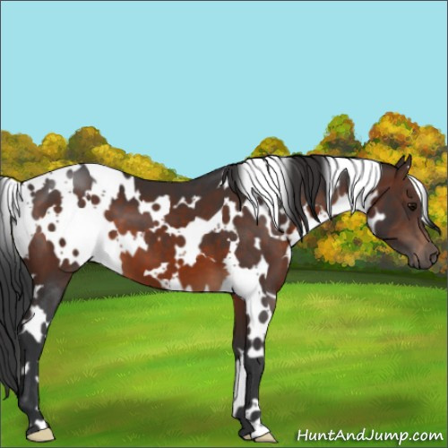 Horse Color:White Spotted Brown 