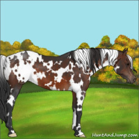 Horse Color:White Spotted Brown 