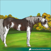 Horse Color:Silver Brown Sabino 