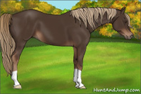Horse Color:Liver Chestnut 