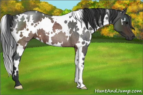 Horse Color:White Spotted Brown Roan 