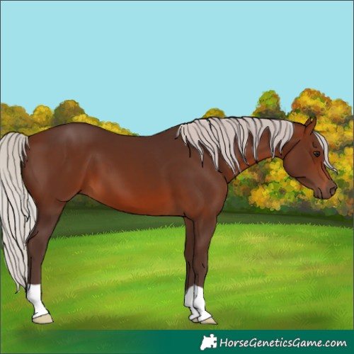 Horse Color:Silver Brown 