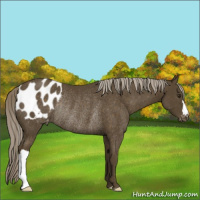 Horse Color:Chocolate Palomino Appaloosa Rabicano 