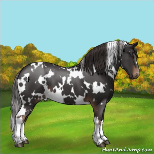 Horse Color:White Spotted Liver Chestnut 