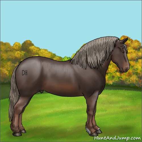 Horse Color:Liver Chestnut Mushroom 