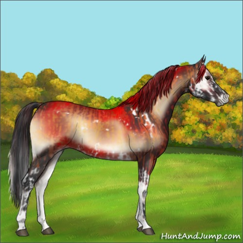 Horse Color:Buckskin Onyx Splash and White Spotted Brown Onyx