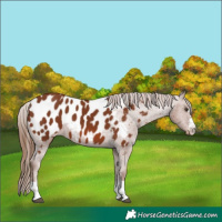 Horse Color:Chestnut Near Leopard 