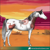 Horse Color:Brown Splash Tobiano 