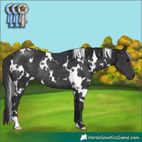Horse Color:White Spotted Black Rabicano 