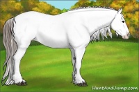 Horse Color:Blue Roan Splash Near Leopard 