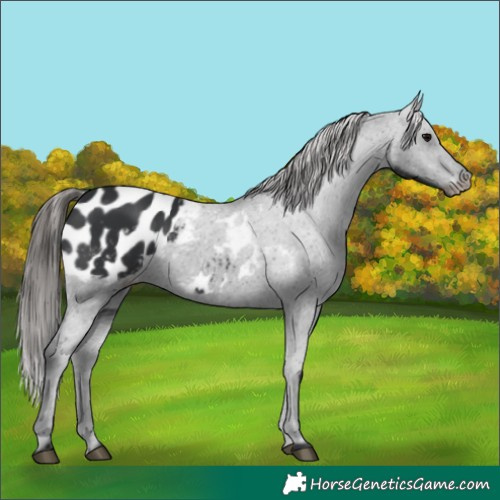 Horse Color:Black Appaloosa 