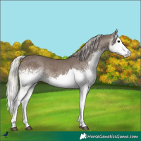Horse Color:White Spotted Silver Black Splash