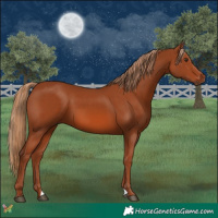 Horse Color:Chestnut 