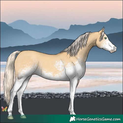 Horse Color:White Spotted Gold Cream Champagne Dun 