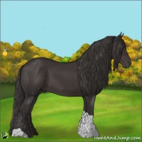 Horse Color:Smoky Black Tobiano 