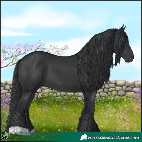 Horse Color:Black 