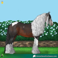 Horse Color:White Spotted Brown Tobiano 