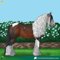 Horse Color:White Spotted Brown Tobiano