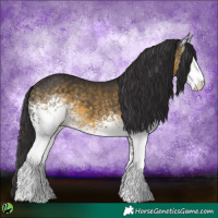 Horse Color:White Spotted Buckskin 