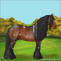 Horse Color:White Spotted Brown 