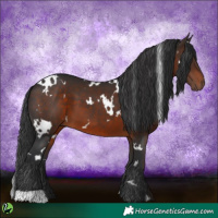 Horse Color:White Spotted Brown 