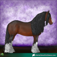 Horse Color:White Spotted Brown 