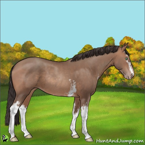 Horse Color:White Spotted Sable Champagne Rabicano 