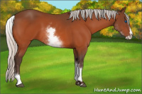 Horse Color:White Spotted Silver Bay Splash 