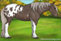 Horse Color:Silver Black Tobiano Appaloosa