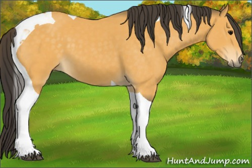 Horse Color:Buckskin Tobiano 