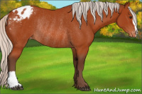 Horse Color:Silver Brown Appaloosa Rabicano