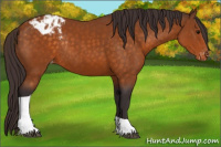 Horse Color:Buckskin Tobiano Appaloosa Rabicano 