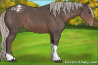 Horse Color:Silver Black Tobiano Appaloosa 