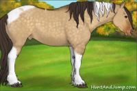 Horse Color:Buckskin Dun Tobiano Appaloosa