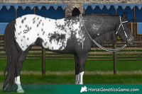 Horse Color:Liver Chestnut Appaloosa 