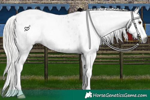 Horse Color:Gray Silver Brown Ice Dun Splash Appaloosa Rabicano 