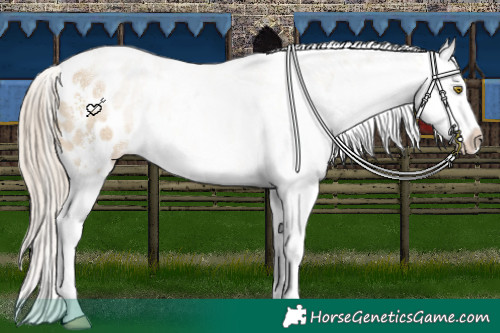 Horse Color:Chocolate Palomino Dun Sabino Appaloosa