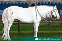 Horse Color:Chocolate Palomino Dun Sabino Appaloosa