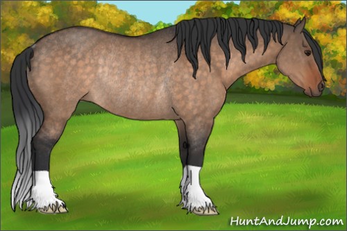 Horse Color:Brown Dun Rabicano 