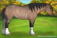 Horse Color:Brown Dun Rabicano 