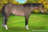 Horse Color:Brown Dun Rabicano 