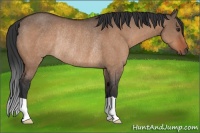 Horse Color:Brown Dun Rabicano 