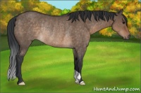 Horse Color:Brown Dun Rabicano 