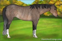 Horse Color:Brown Dun Rabicano 